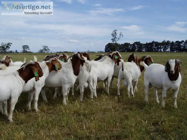 Health Boer Goats for sale at Carter Goat Farm.