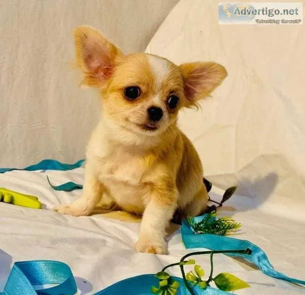 Sweet chihuahua rehoming