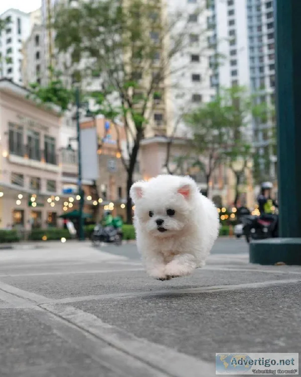 Teacupmaltese