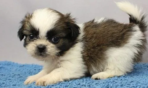 Available 8 week old Shih Tzu puppies