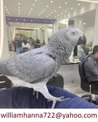 Beautiful African Grey Parrot