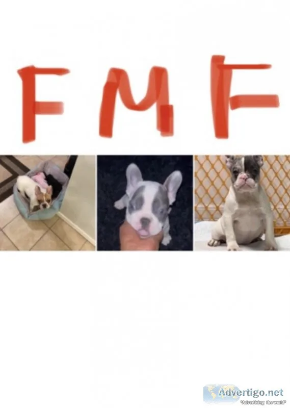 French Bulldog pups