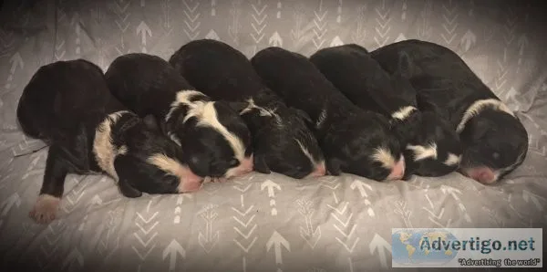 Stunning Bernedoodle Puppies