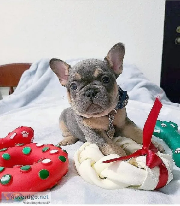 French bulldog for adoption ()