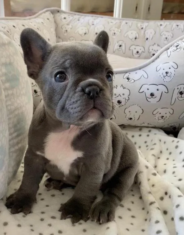 HOME TRAINED FRENCHIES