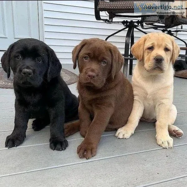 Cute Labrador retriever puppies