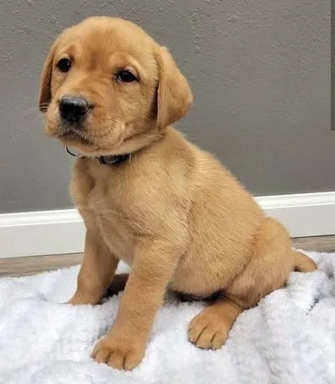 Labrador puppies