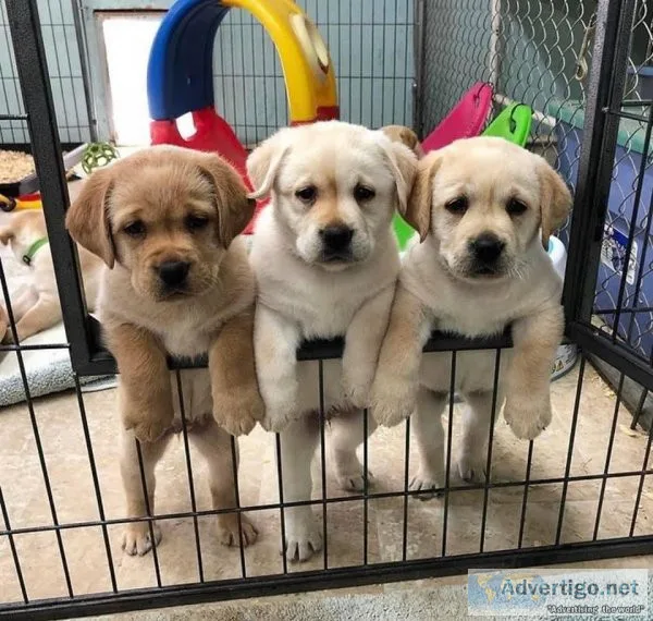 Intelligent Labrador Retriever Puppies
