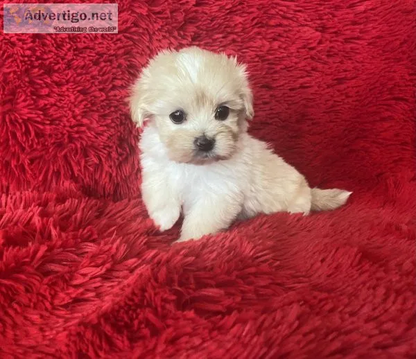 Maltipoo Puppies