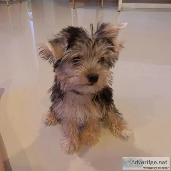 Yorkie puppies available
