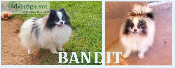 2 Male Adult CKC Pomeranians