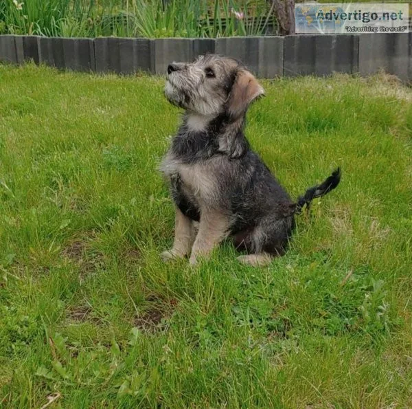 Teddy the Schnoodle