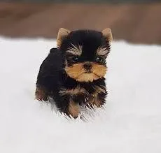 T Cup Yorkie Puppies Ready Now