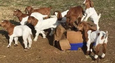 Boer Goats For Sale...