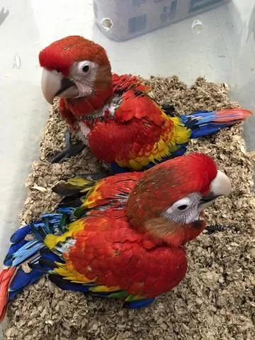 Bonded Pair babies Scarlet Macaws