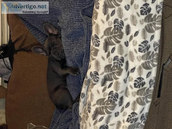 AKC Blue French bulldog pup