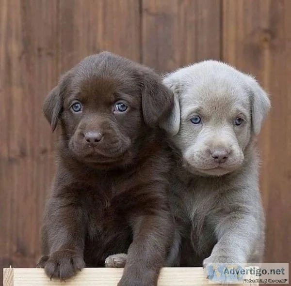 Charming Labrador Retriever Puppies