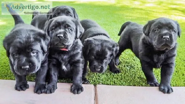 Availale Raised lue French Bulldog Puppies