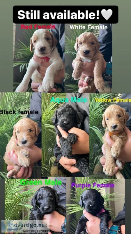 MULTIGEN GOLDENDOODLES
