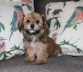 Female Havashire Puppy