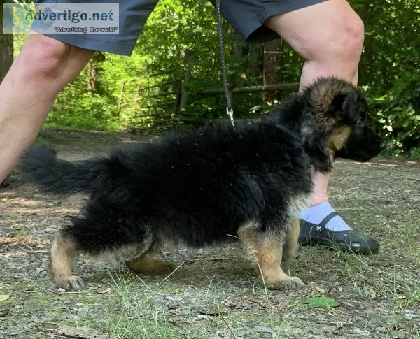 Stunning German shepherd puppies