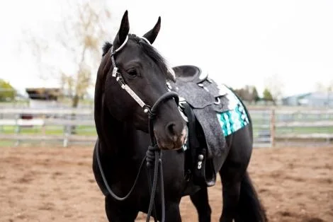 Drop-dead gorgeous 2019 black AQHA mare.