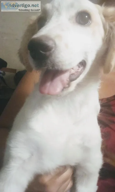 Puppy