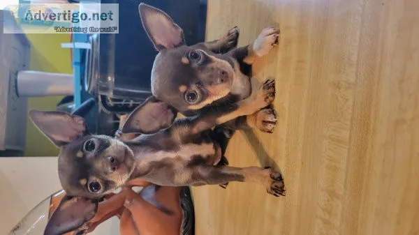 Merel Chihuahua puppies