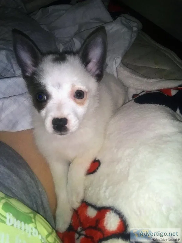 Long hair Chihuahua female puppy