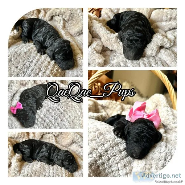 AKC Standard Poodles