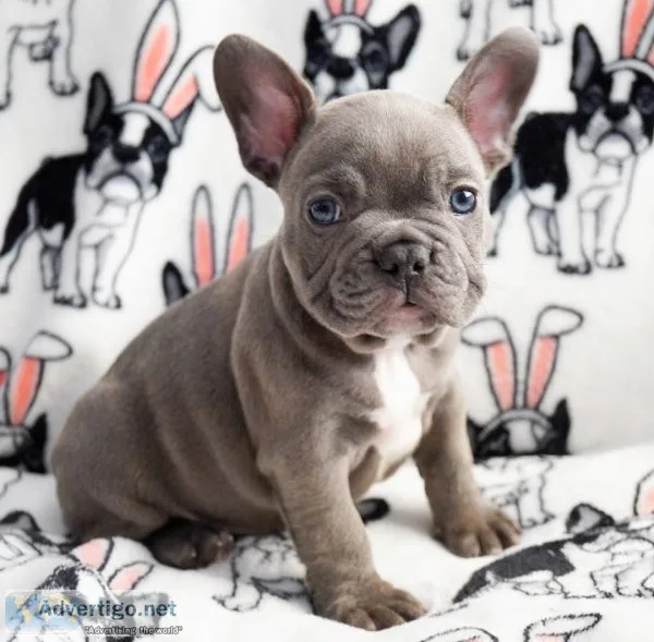 Frenchies finest
