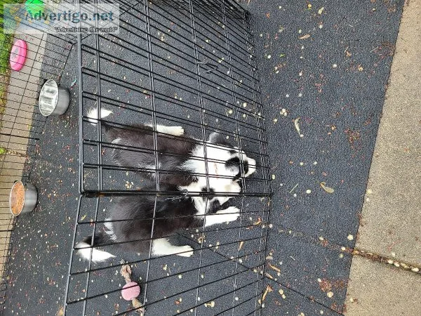 Border collie puppies
