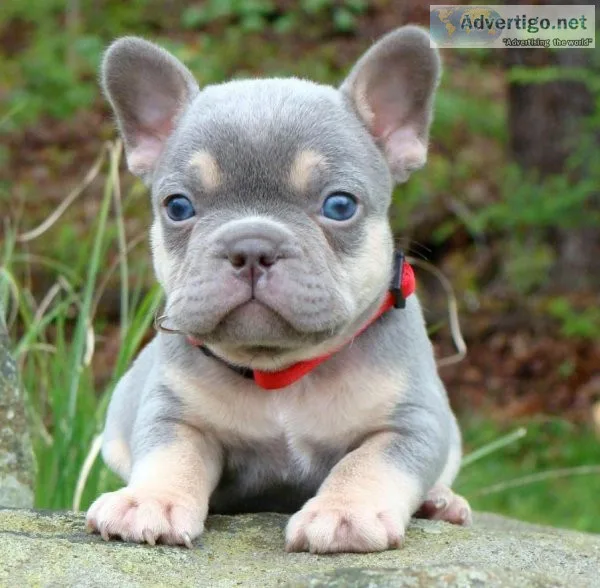FRENCH BULLDOG MALE AND FEMALES
