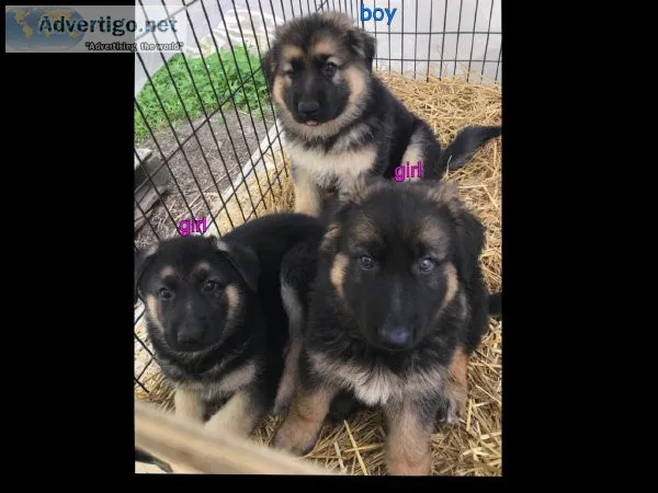 Full Blooded German Shepherd Puppies