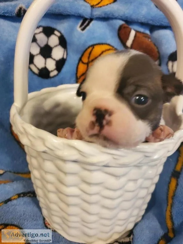 CKC Boston Terrier puppies