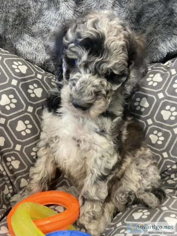 F1B MiniMedium Goldendoodle Puppies..just in time for Father&rsq