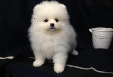 sable Male and female Pomeranian puppy