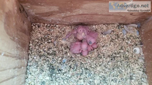 Bby parakeets