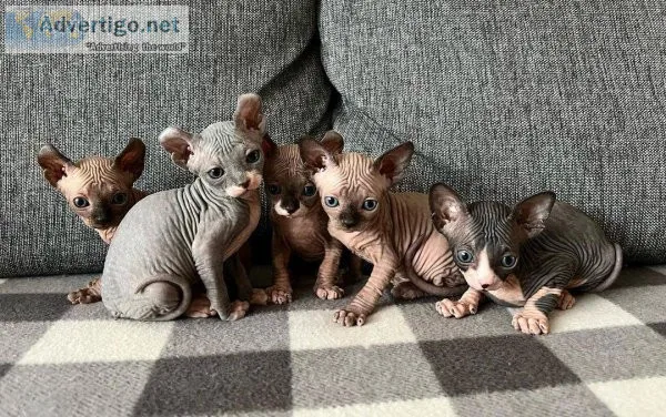 Sphynx kittens for sale