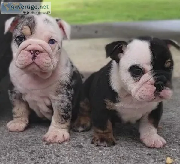 English Bulldog PUPPIES PUPPIES &quotGOING FAST&quot