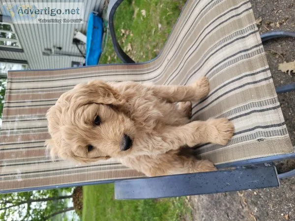 Golden puppies