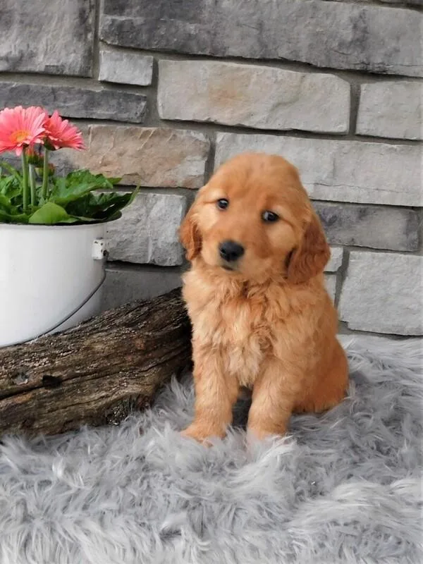 Ginger Golden Retriever