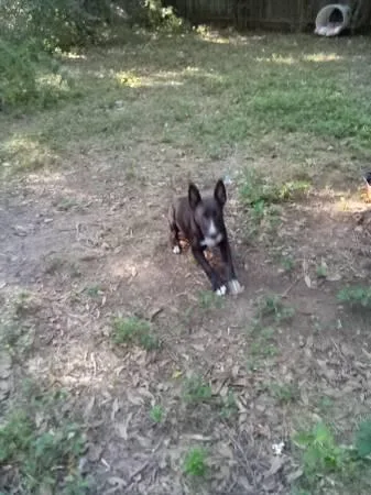 Anyone looking for a puppy