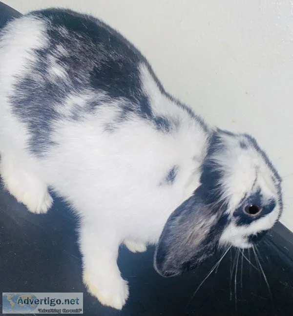 Male Holland lop bunny