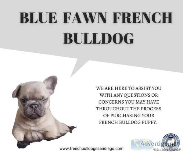 Blue Fawn French Bulldogs for Sale in California