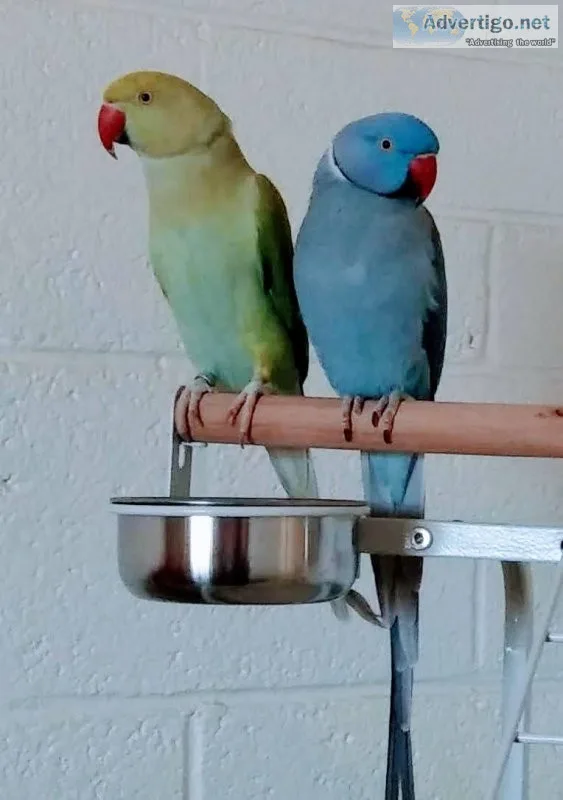 Indian Ringnecks
