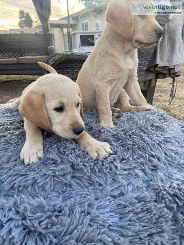 Goldadors Rehoming