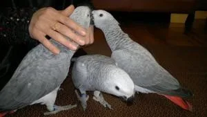 Talking African Grays Ready Now.