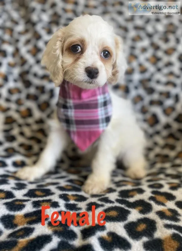 cockapoo puppies