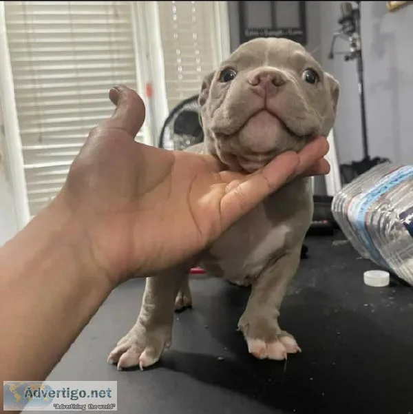 Pitbull puppies for adoption